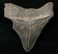 Sharply Serrated Posterior Megalodon Tooth #16571-2